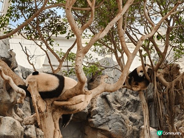 暑假親子放電，海洋公園一定啱晒！今年主打大熊貓生日派對，一次...