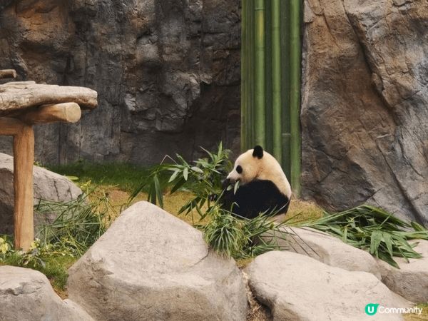 暑假親子放電，海洋公園一定啱晒！今年主打大熊貓生日派對，一次...