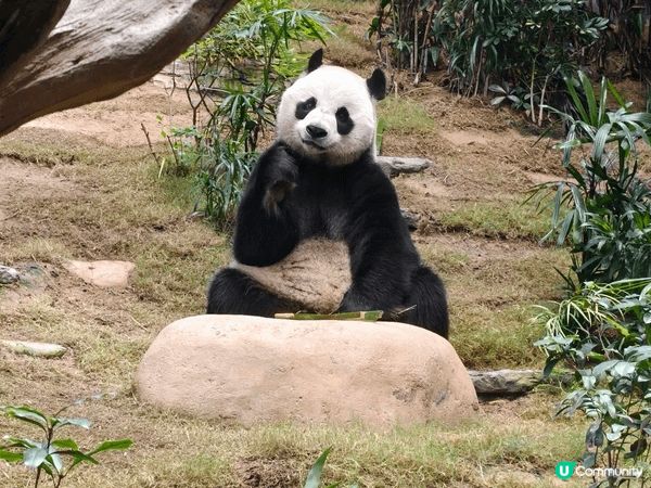 暑假親子放電，海洋公園一定啱晒！今年主打大熊貓生日派對，一次...