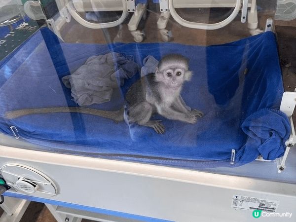 暑假帶咗我小朋友去清遠長隆一日遊，多數都係動物園，機動遊戲集...