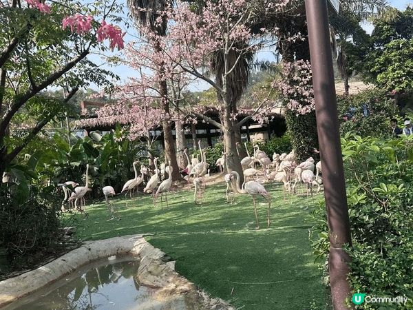 暑假帶咗我小朋友去清遠長隆一日遊，多數都係動物園，機動遊戲集...