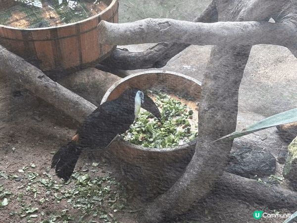暑假帶咗我小朋友去清遠長隆一日遊，多數都係動物園，機動遊戲集...