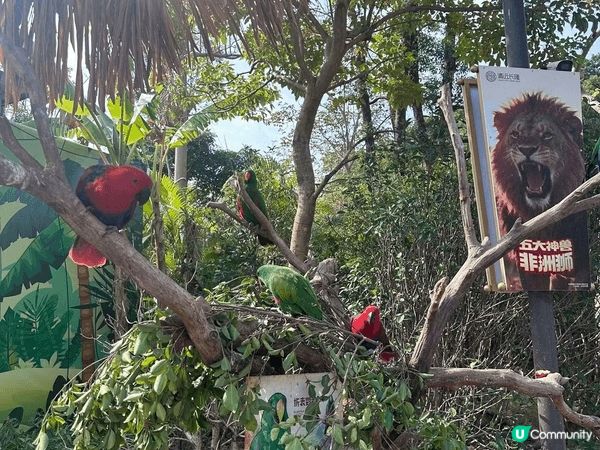暑假帶咗我小朋友去清遠長隆一日遊，多數都係動物園，機動遊戲集...