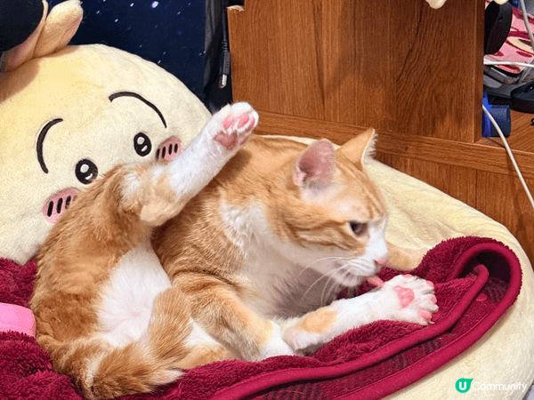 入坑嘅原因係陪朋友五歲嘅女睇Chiikawa嘅動畫，睇完之後...