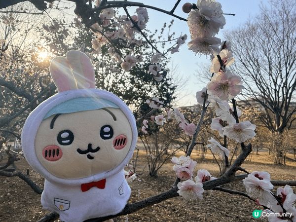 入坑嘅原因係陪朋友五歲嘅女睇Chiikawa嘅動畫，睇完之後...