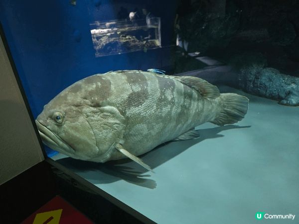 名古屋水族館親子行程可安排得井然有序。早上先到主館欣賞巨型水...
