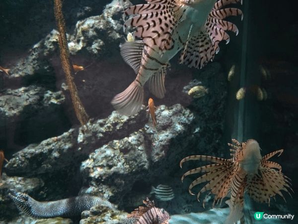 名古屋水族館親子行程可安排得井然有序。早上先到主館欣賞巨型水...