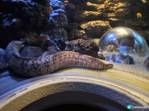 名古屋水族館親子行程可安排得井然有序。早上先到主館欣賞巨型水...