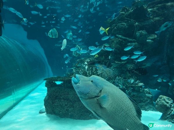 名古屋水族館親子行程可安排得井然有序。早上先到主館欣賞巨型水...