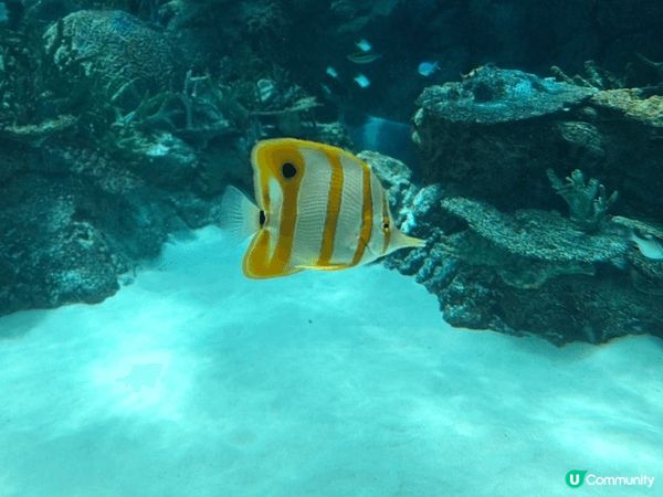 名古屋水族館親子行程可安排得井然有序。早上先到主館欣賞巨型水...