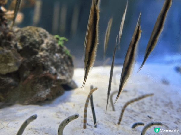 名古屋水族館親子行程可安排得井然有序。早上先到主館欣賞巨型水...
