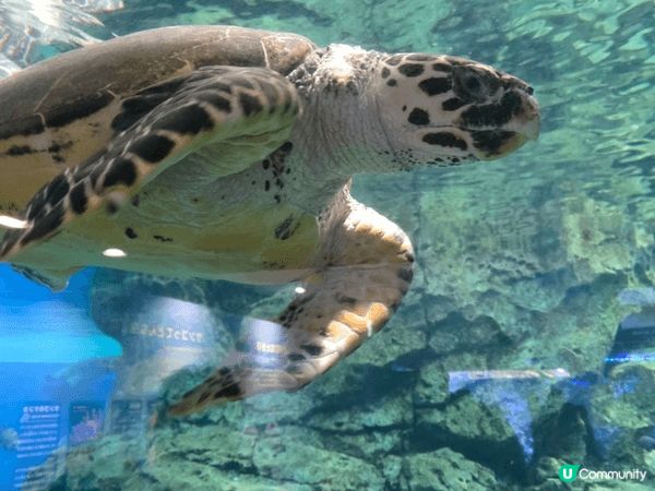 名古屋水族館親子行程可安排得井然有序。早上先到主館欣賞巨型水...