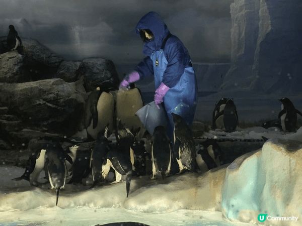 名古屋水族館親子行程可安排得井然有序。早上先到主館欣賞巨型水...