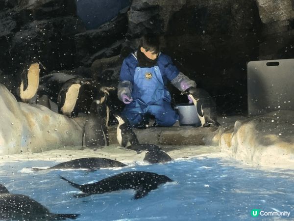 名古屋水族館親子行程可安排得井然有序。早上先到主館欣賞巨型水...