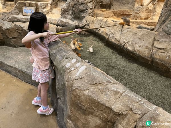 暑假去了韓國首爾玩，去足2個樂園，去埋室內動物園餵動物，好累...