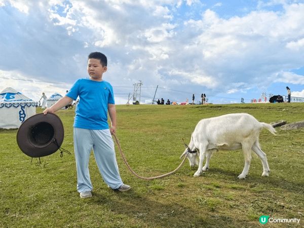 內蒙古打卡照，小朋友牽著小白羊漫步在廣闊草地上，背景有蒙古包...