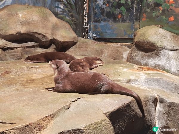 今個夏日帶左小朋友去深圳恆遠海立方海洋館