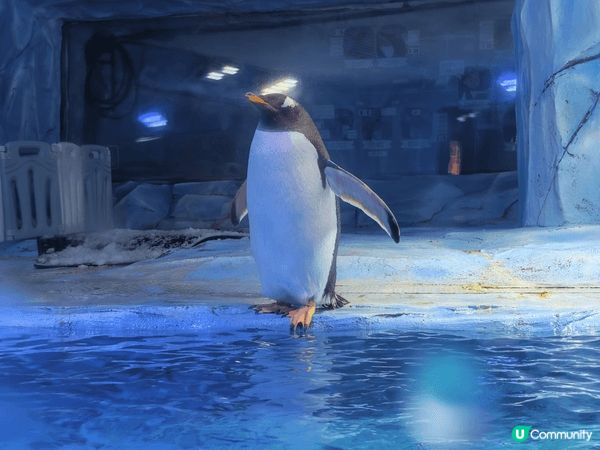 今個夏日帶左小朋友去深圳恆遠海立方海洋館