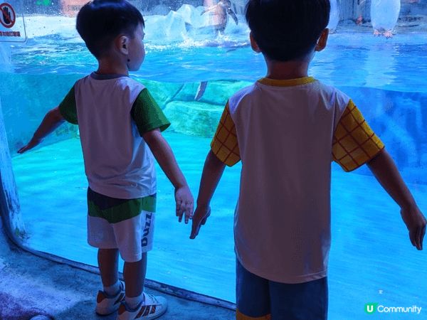 今個夏日帶左小朋友去深圳恆遠海立方海洋館