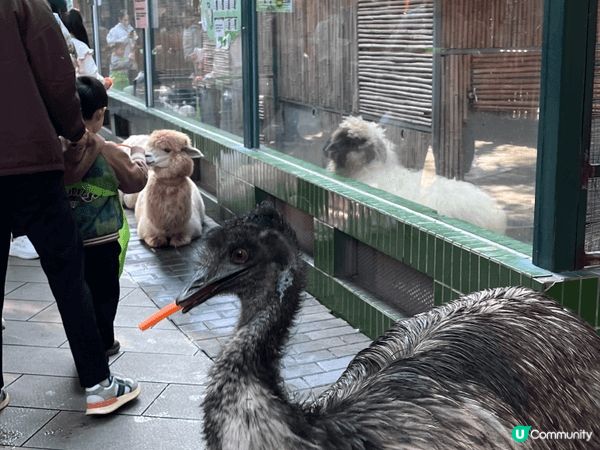 深圳世界之窗的WOWO窩窩萌寵森友會，呢度很多可愛動物（鴕鳥...
