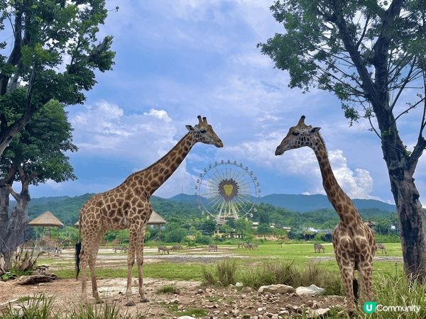 今年暑假去咗清遠長隆玩動物園同埋水上樂園，渡過一個非常難忘又...