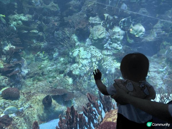 香港海洋公園結合動物保育、教育與刺激的機動遊戲，可以欣賞自然...