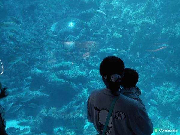 香港海洋公園結合動物保育、教育與刺激的機動遊戲，可以欣賞自然...