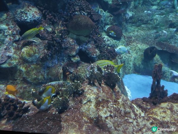 香港海洋公園結合動物保育、教育與刺激的機動遊戲，可以欣賞自然...