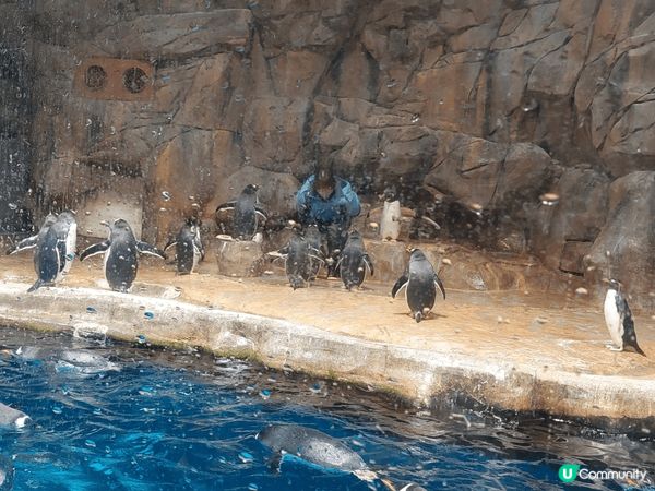 香港海洋公園結合動物保育、教育與刺激的機動遊戲，可以欣賞自然...