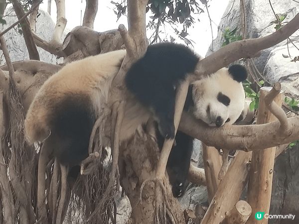 各位街坊遊客，暑假想一次過滿足睇熊貓、玩機動遊戲、親近海洋生...