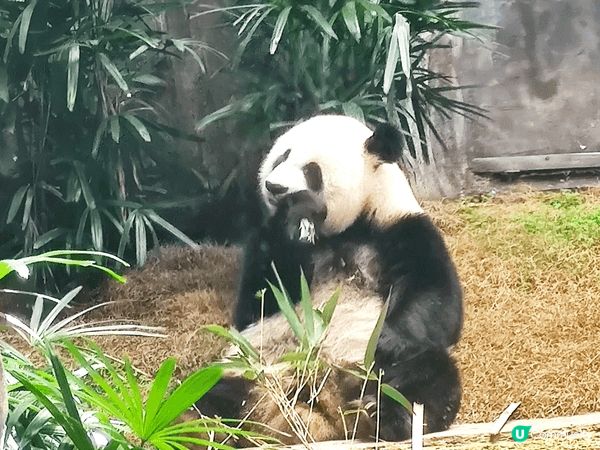 各位街坊遊客，暑假想一次過滿足睇熊貓、玩機動遊戲、親近海洋生...