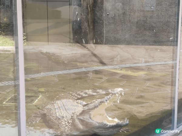 各位街坊遊客，暑假想一次過滿足睇熊貓、玩機動遊戲、親近海洋生...