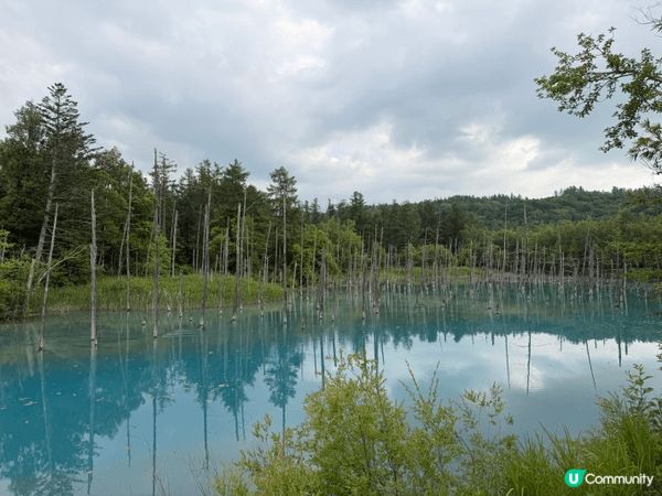 北海道真係好適合自由行，尤其如果你鍾意自然景色同慢活節奏，小...