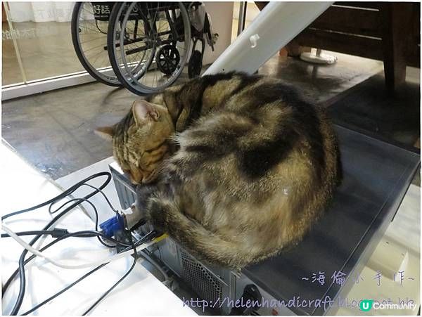 【旅遊台灣】港客行程 - 十份瀑布猴硐貓村