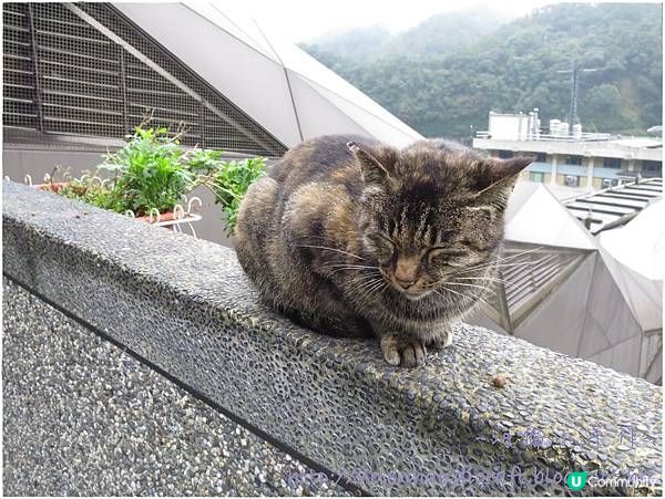【旅遊台灣】港客行程 - 十份瀑布猴硐貓村