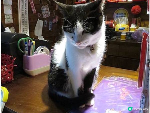 【旅遊台灣】港客行程 - 十份瀑布猴硐貓村