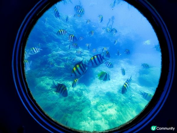 沖繩部瀬名海中公園唔駛落水都可以深入探索海底世界！搭上鯨魚造...