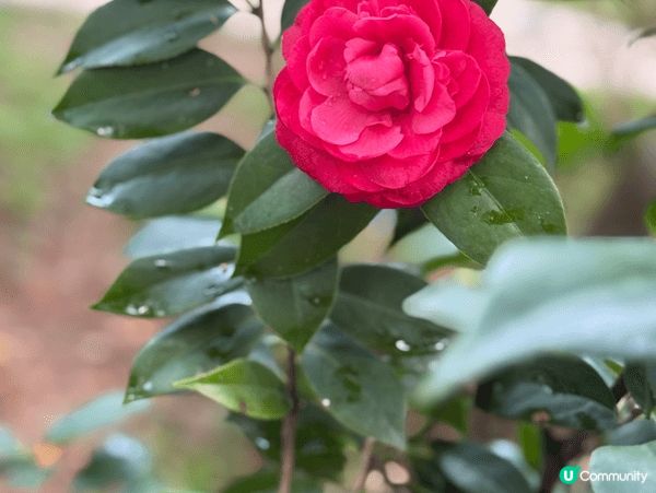 1）深圳eating table 環境優美，西餐水準一流皇后...