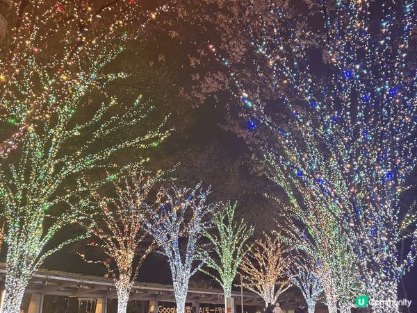 總是要到日本東京度過，早上望白色富士山，晚上望五光十色樹燈飾...