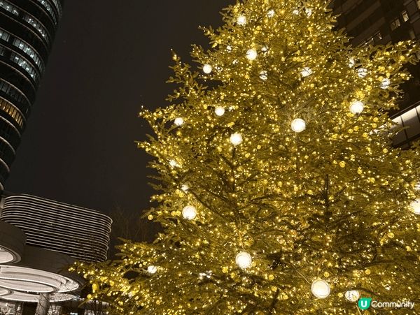 總是要到日本東京度過，早上望白色富士山，晚上望五光十色樹燈飾...