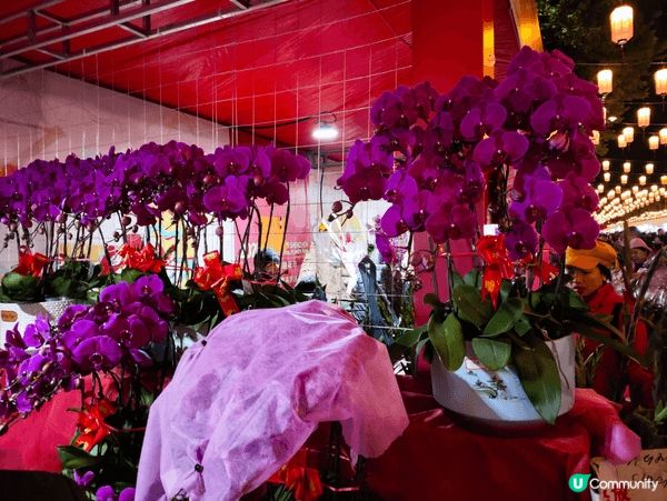 新年其中一個消閒活動便是去行花市，深圳的花市比香港大，而且人...