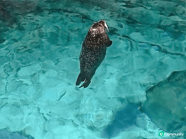 第一张是在香港海洋公园坐缆车的时候拍的，可以看到非常美的海景...