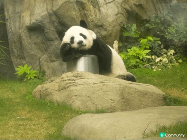 第一張相片是我和朋友一起去海洋公園拍的，超級可愛的熊貓，真想...