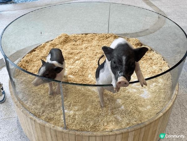 animal lovers 必定會鍾意呢度!地方都算大,完全...
