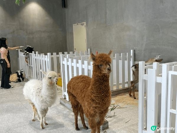 animal lovers 必定會鍾意呢度!地方都算大,完全...