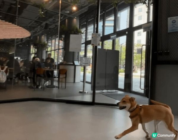 新蒲崗東蒲 Tung Po🐶☕ 寵物友善cafe・獨立狗區＋...