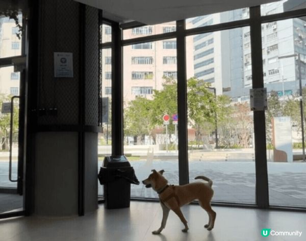新蒲崗東蒲 Tung Po🐶☕ 寵物友善cafe・獨立狗區＋...