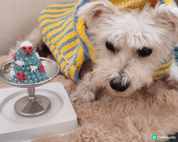 12月聖誕節，豆漿食左幾款蛋糕慶祝，分別有：mememorm...