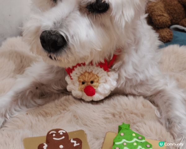 12月聖誕節，豆漿食左幾款蛋糕慶祝，分別有：mememorm...