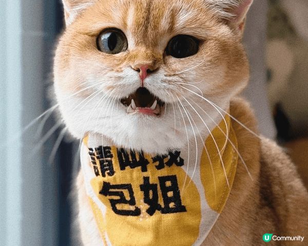 你好，我是包姐！我最喜歡靜悄悄走出家門外！嘻